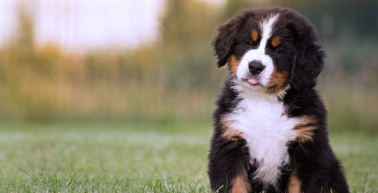 Available Puppies for Sale