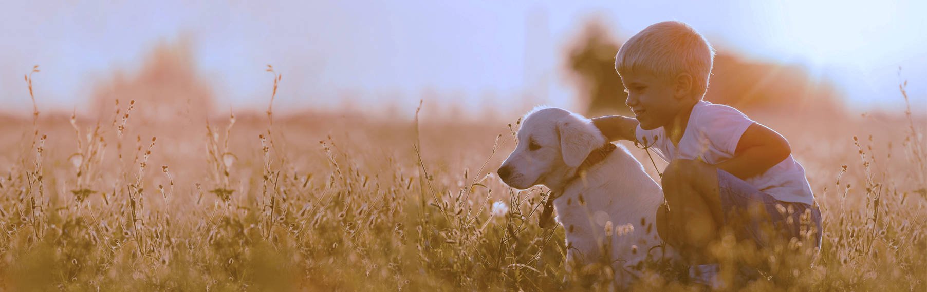 Find Your Perfect Puppy! banner