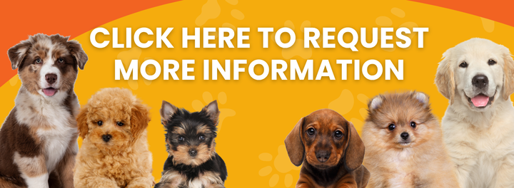 Looking for more puppy information banner