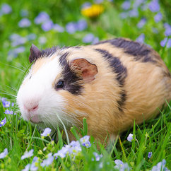 Small Animals for Sale