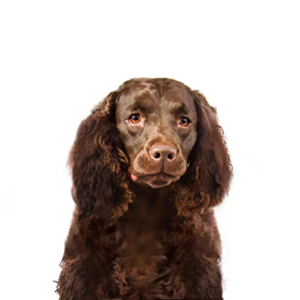 Petland Racine, Wisconsin American Water Spaniel
