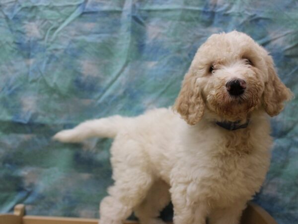 Goldendoodle-DOG-Female-Parti-25670-Petland Racine, Wisconsin
