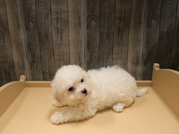 Bichon Frise-DOG-Male-White-26600-Petland Racine, Wisconsin