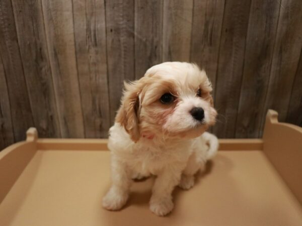 Cavachon-DOG-Female-Cream / White-26677-Petland Racine, Wisconsin