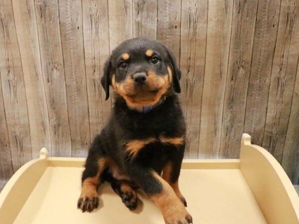 Rottweiler-DOG-Male-Black / Tan-27021-Petland Racine, Wisconsin