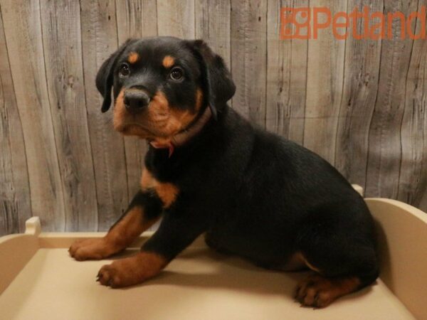 Rottweiler-DOG-Male-Black / Tan-27517-Petland Racine, Wisconsin
