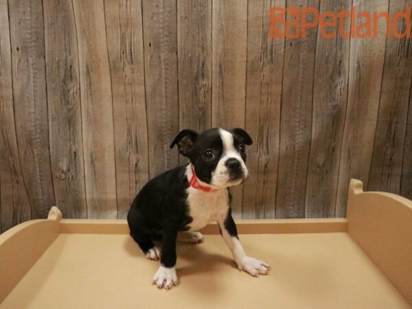 Boston Terrier-DOG-Female-Blk/white-27552-Petland Racine, Wisconsin