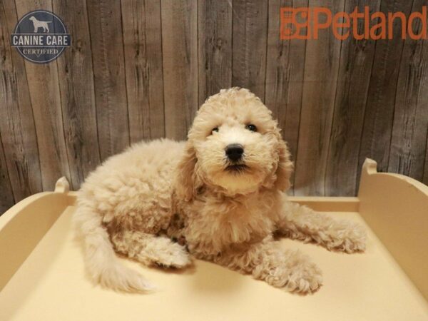 Goldendoodle-DOG-Female-Golden-27724-Petland Racine, Wisconsin