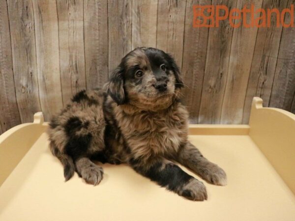 Goldendoodle-DOG-Female-Blue Merle-27985-Petland Racine, Wisconsin