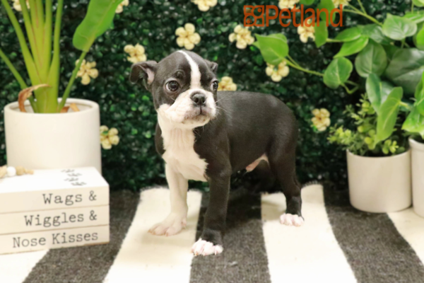 [#25455-04] - Black / White M Boston Terrier Puppies For Sale