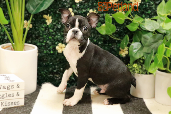 [#25455-03] - Black / White M Boston Terrier Puppies For Sale