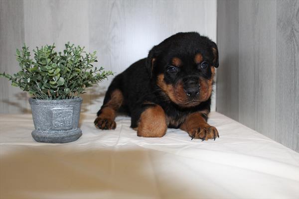 [#23391-05] Laddie - Black / Tan M Rottweiler Puppies For Sale