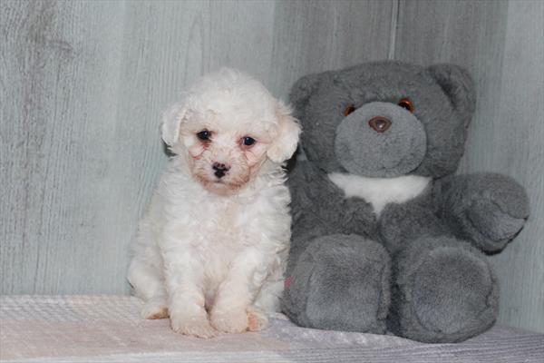 [#231974-03] Kendra - White F Bichon Frise Puppies For Sale
