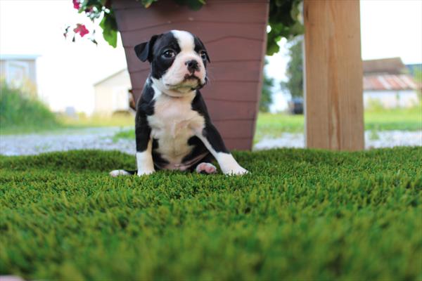[#231973-04] Mimosa - Black / White F Boston Terrier Puppies For Sale