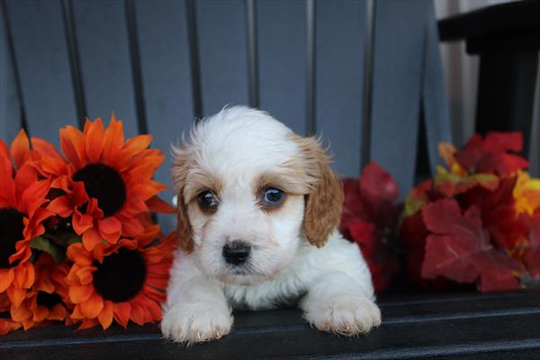 [#231977-04] Frisco - Red / White M Cavachon Puppies For Sale