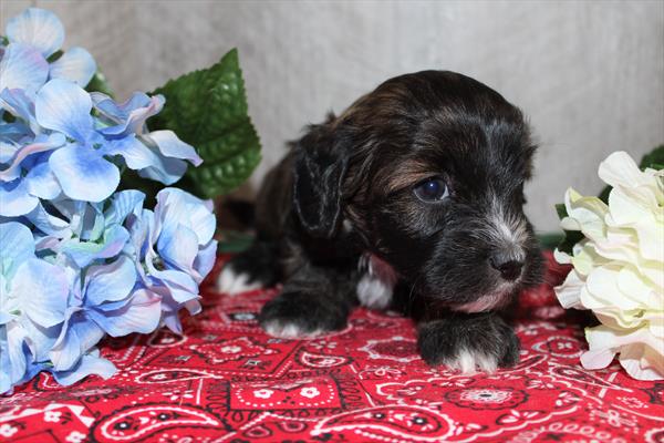 [#232043-01] Hodor - Brindle / White M Daisy Dog Puppies For Sale
