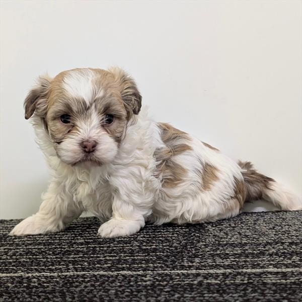 [#25962-03] Pixie - Cream / White F Havanese Puppies For Sale