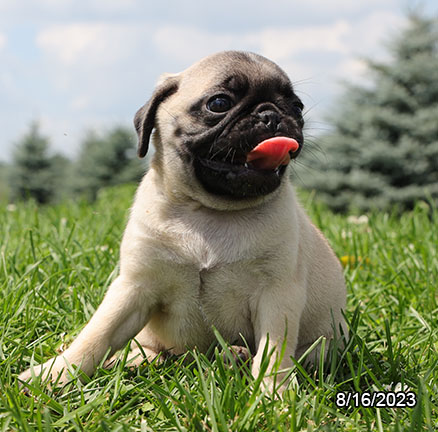 [#231146-05] Rosella - Fawn F Pug Puppies For Sale