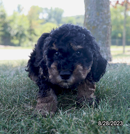 [#231207-03]  - Black / Tan M Goldendoodle Puppies For Sale