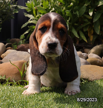 [#231253-04]  - Black / White F Basset Hound Puppies For Sale